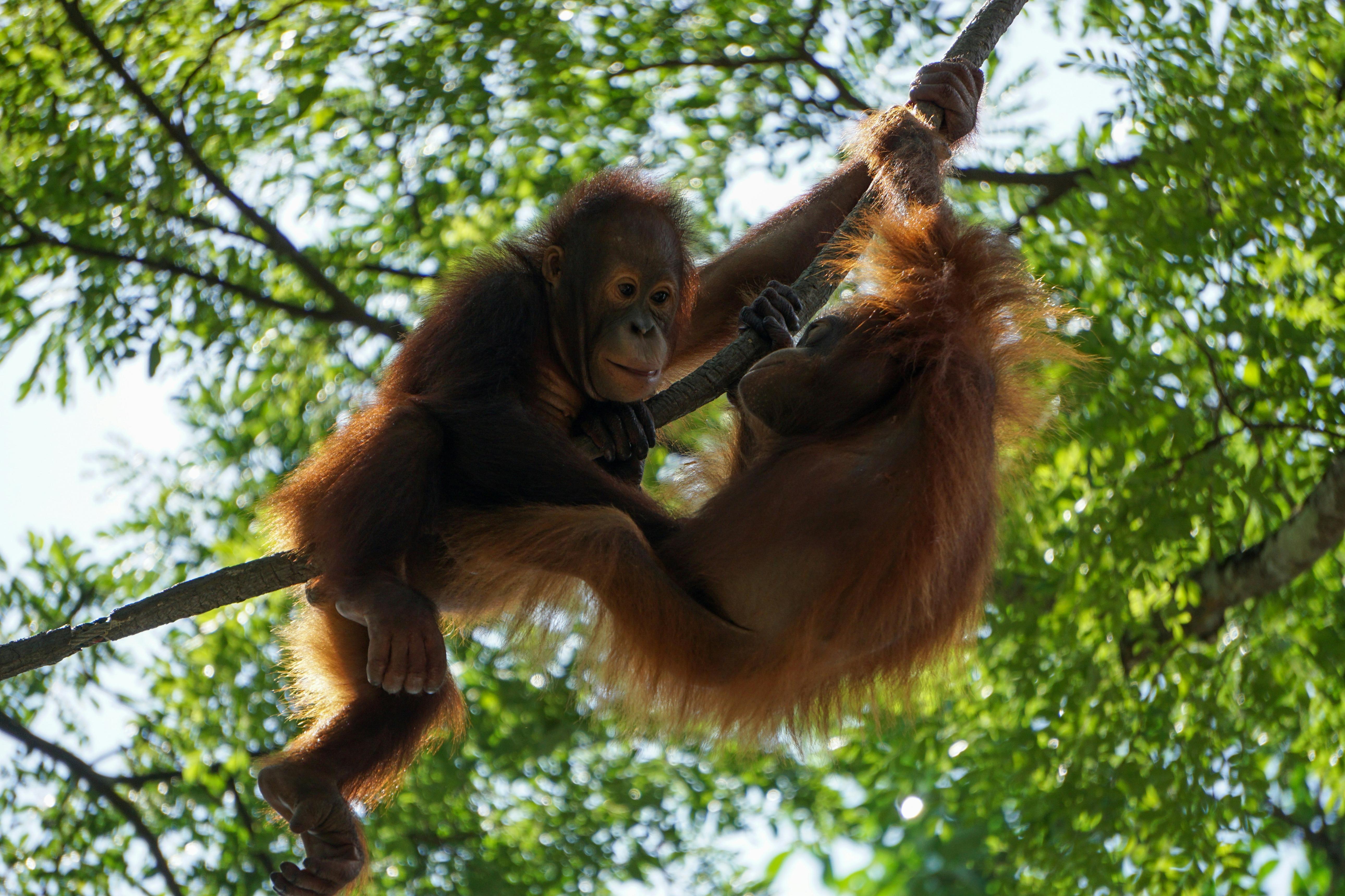 Orangutans in a tree at Singapore Zoo